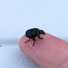 Onthophagus hecate