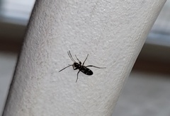 Slaterobius insignis