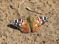 Vanessa braziliensis