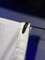 Melanotus castanipes