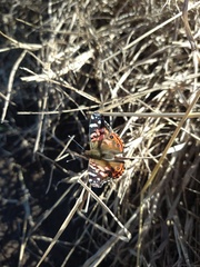 Vanessa braziliensis