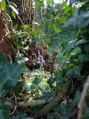 Hyacinthoides non-scripta