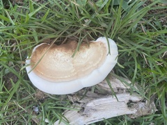 Ganoderma curtisii