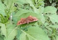 Pellicia arina