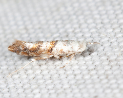 Cameraria hamadryadella