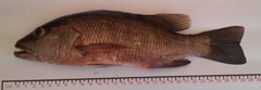 Lutjanus novemfasciatus