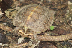 Rhinoclemmys rubida rubida