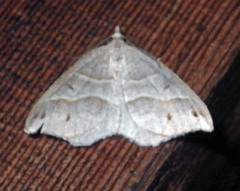 Macaria lorquinaria