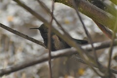 Oreotrochilus melanogaster