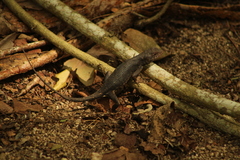 Sceloporus siniferus