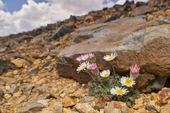 Erigeron vagus
