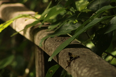 Urosaurus bicarinatus