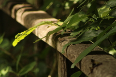 Urosaurus bicarinatus