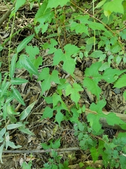Vitis palmata