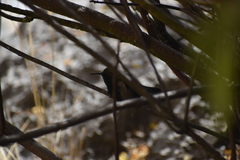 Oreotrochilus melanogaster