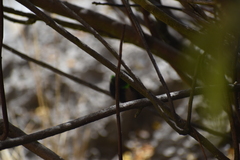 Oreotrochilus melanogaster