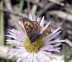 Tharsalea dorcas sangremar