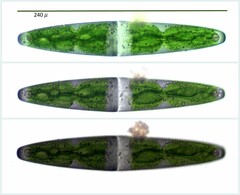 Closterium closterioides