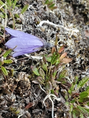 Campanula lasiocarpa