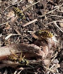 Vespula