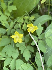 Lysimachia quadriflora