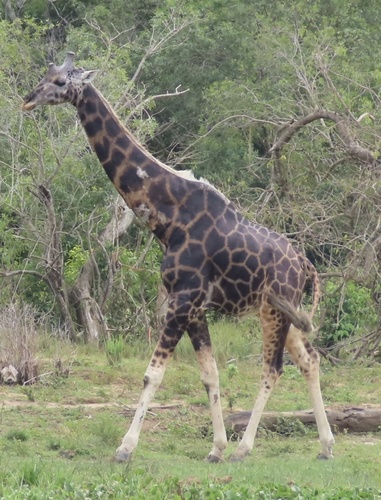 Giraffe