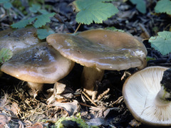 Lactarius mucidus fuscogriseus