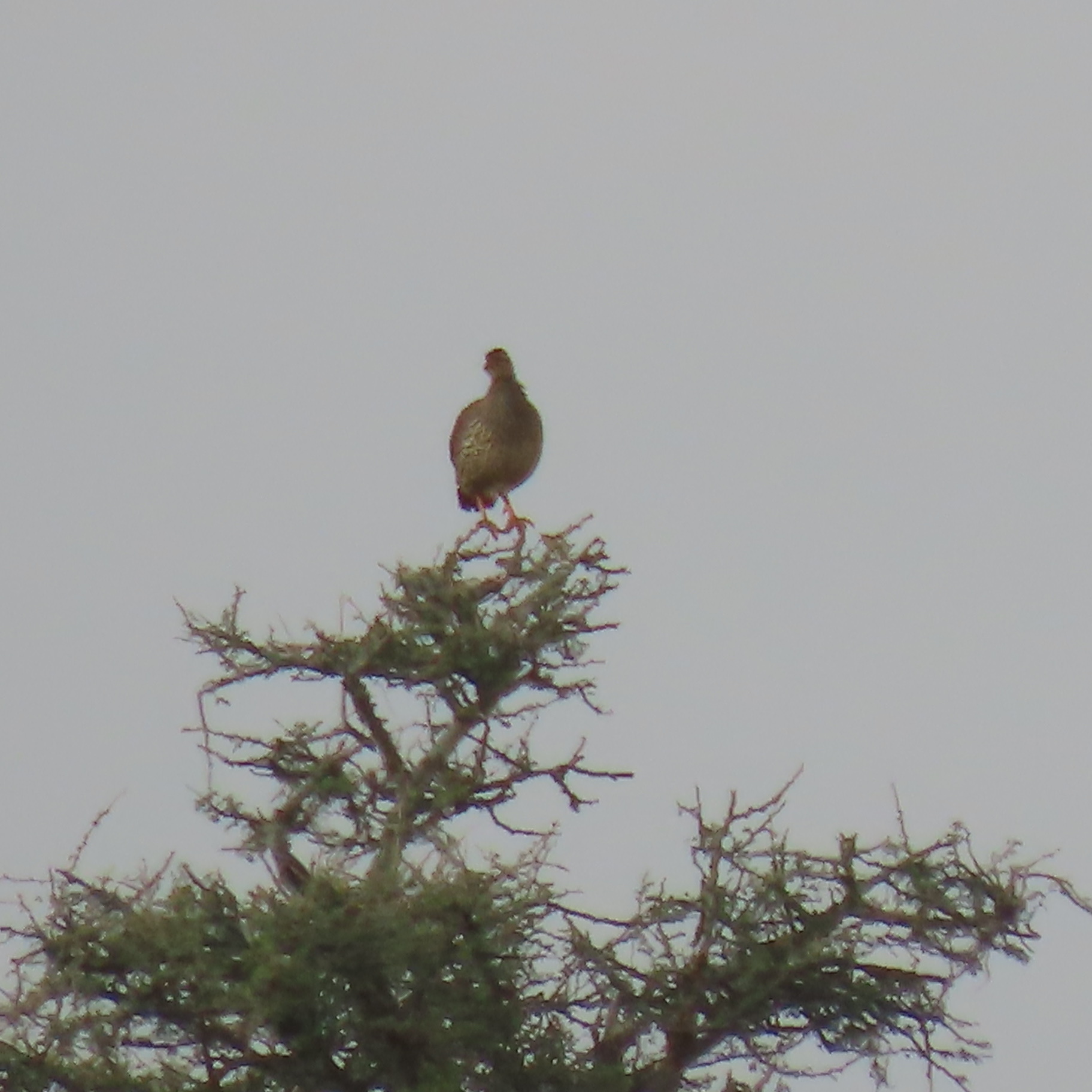 Heuglin's Spurfowl (Pternistis icterorhynchus), photo 6