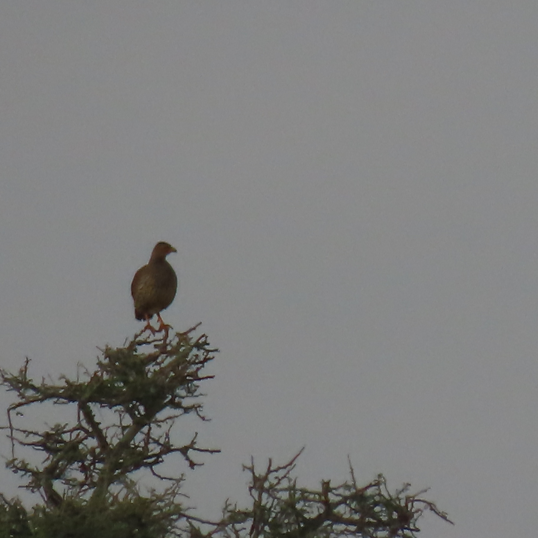 Heuglin's Spurfowl (Pternistis icterorhynchus), photo 7