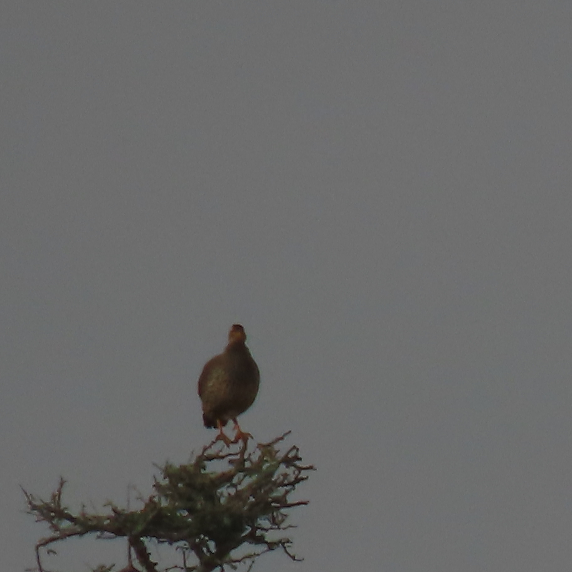 Heuglin's Spurfowl (Pternistis icterorhynchus), photo 8