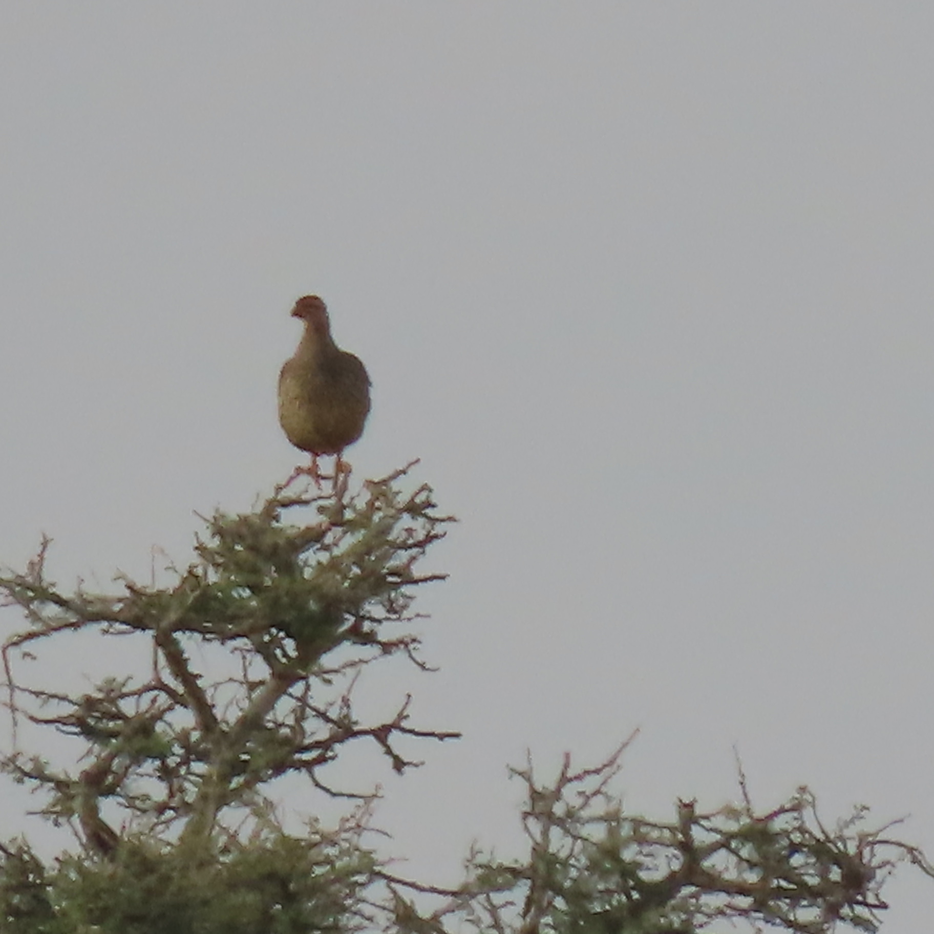 Heuglin's Spurfowl (Pternistis icterorhynchus), photo 9