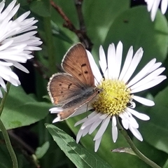 Tharsalea dorcas sangremar