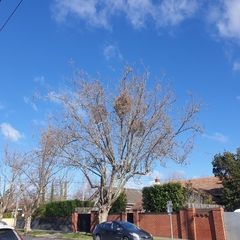 Muellerina eucalyptoides