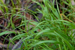 Anthoxanthum rariflorum