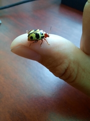 Notozona histrionica