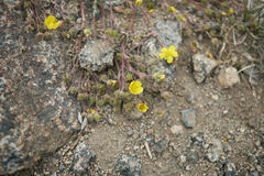Potentilla morefieldii