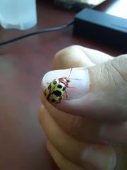 Notozona histrionica