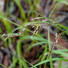 Anthoxanthum rariflorum
