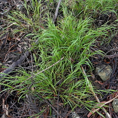 Anthoxanthum rariflorum