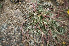 Potentilla morefieldii