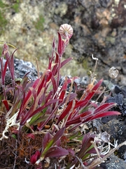 Silene uralensis