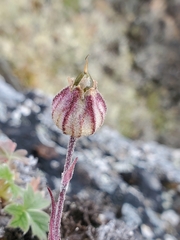 Silene uralensis