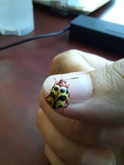 Notozona histrionica