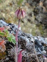 Silene uralensis
