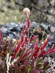 Silene uralensis
