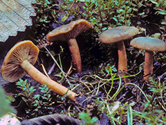Lactarius alpinus mitis