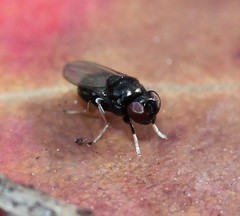 Athyroglossa glaphyropus