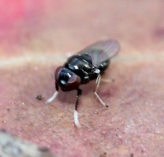 Athyroglossa glaphyropus