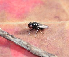 Athyroglossa glaphyropus