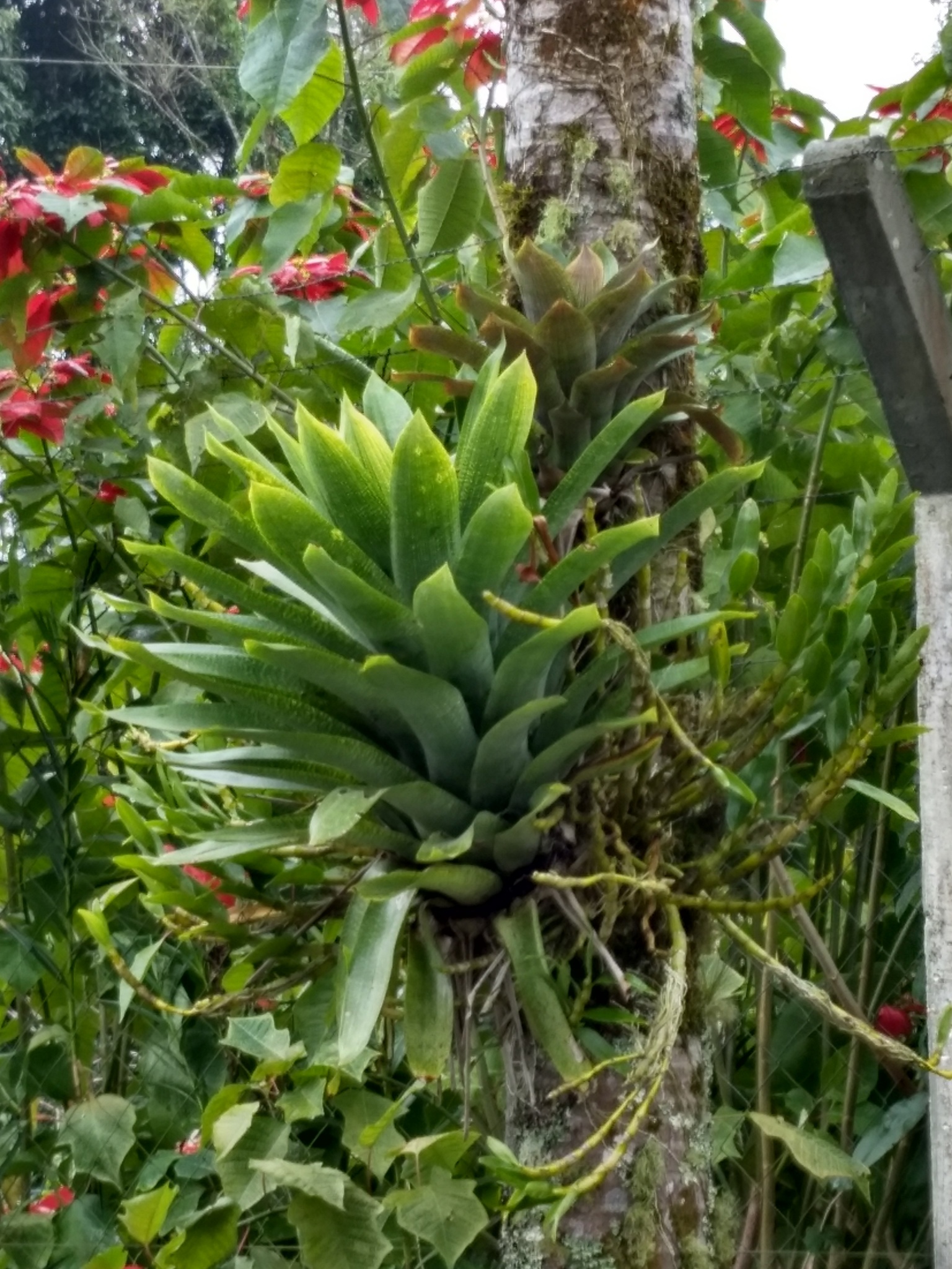 Vriesea gigantea